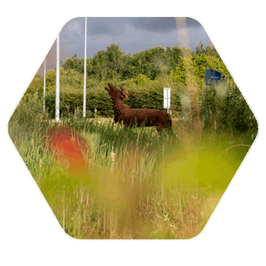 A grassy, green area with a rusted deer sculpture situated within the grass, centre in the picture